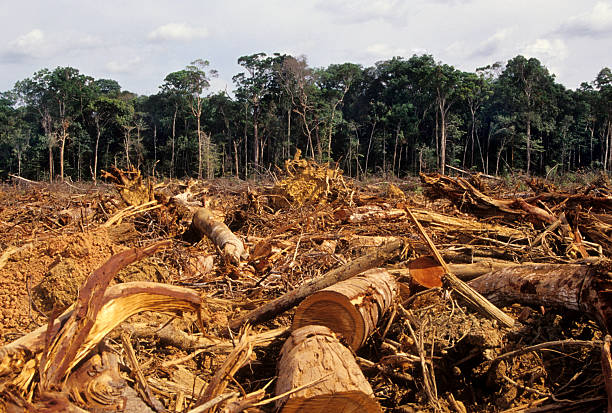 PL do novo Código Florestal pode abrir caminho para devastação do Pantanal e Cerrado