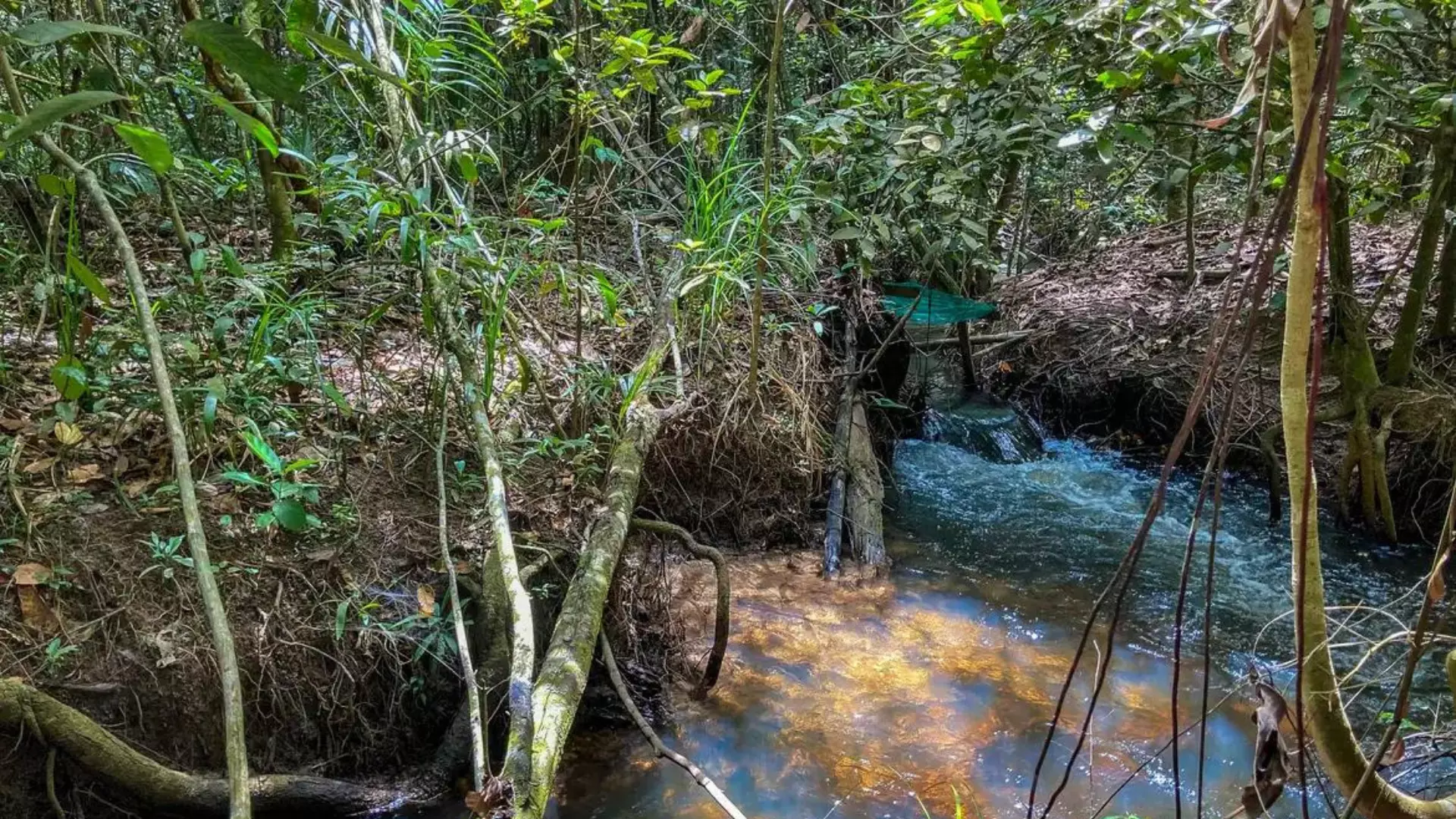 Estudo aponta impacto negativo de mudanças climáticas na agricultura