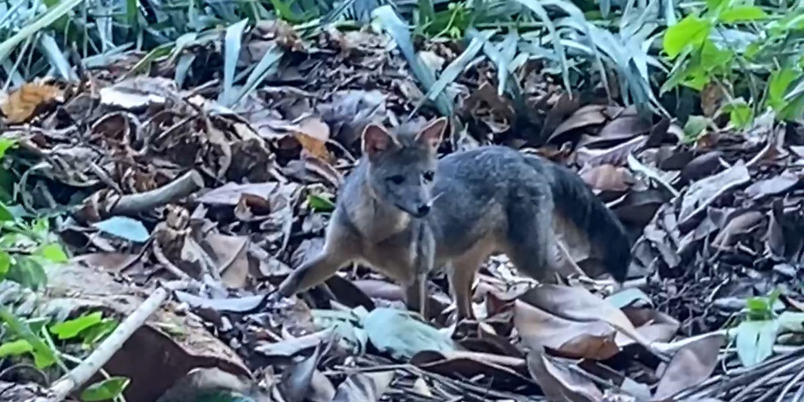 Rio de Janeiro: cachorro-do-mato faz visita diurna ao Parque Lage