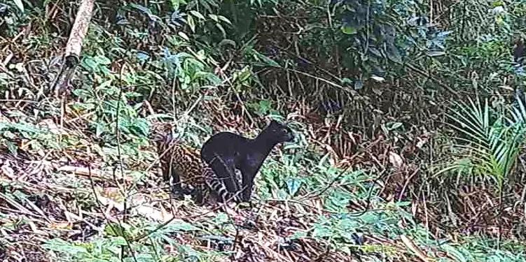 Fenômenos naturais põem em risco de extinção quase 4 mil espécies